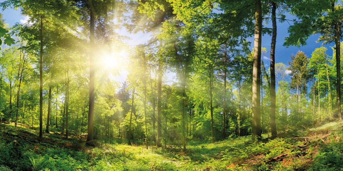 Klimaneutrale Reisen mit CTS Aktiv Klimaschutz betreiben!
