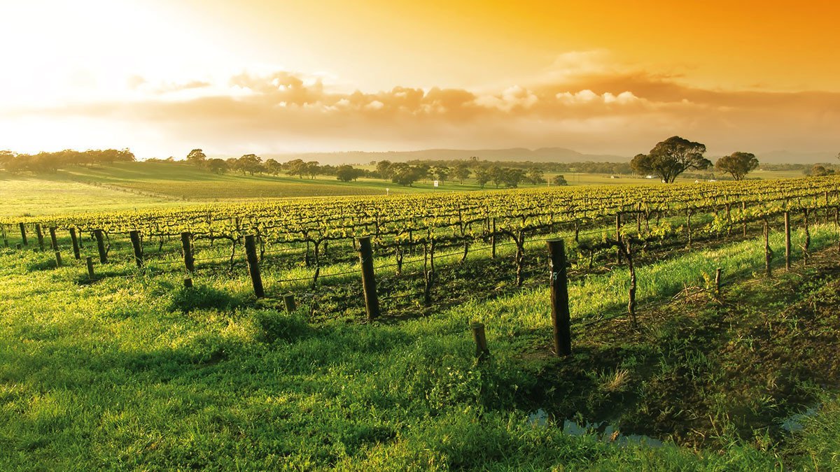 Gruppenreisen So schmeckt Ungarn Landschaft mit Weinbergen