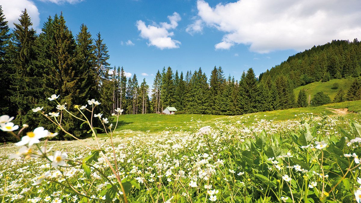 Klassenfahrt Allgäu/Center Parcs Grüne Wiese im Allgäu