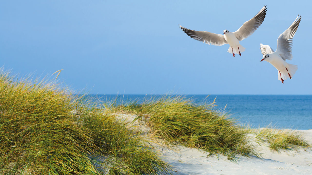 Klassenfahrt Grömitz Frühlingsblüte vor dem Strand von Grömitz