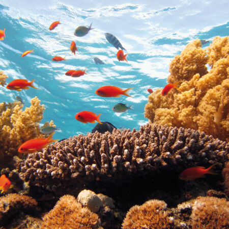 Ozeanographisches Museum