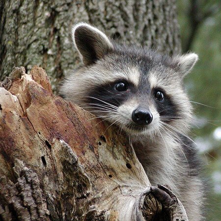 Falls of Clyde Visitor Centre