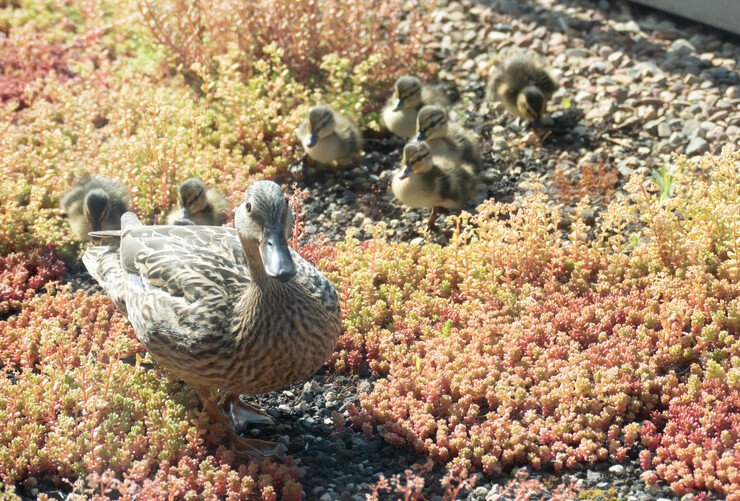 Die Enten sind los - auf dem Dach von CTS