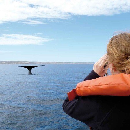 Whale Watching