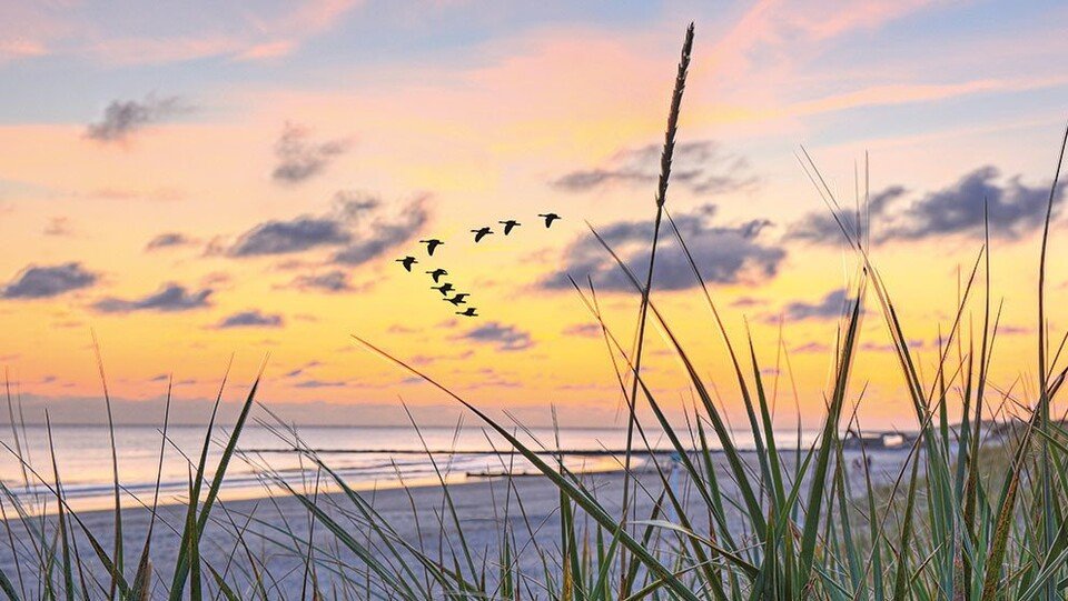 Vogelschwarm über der Ostsee