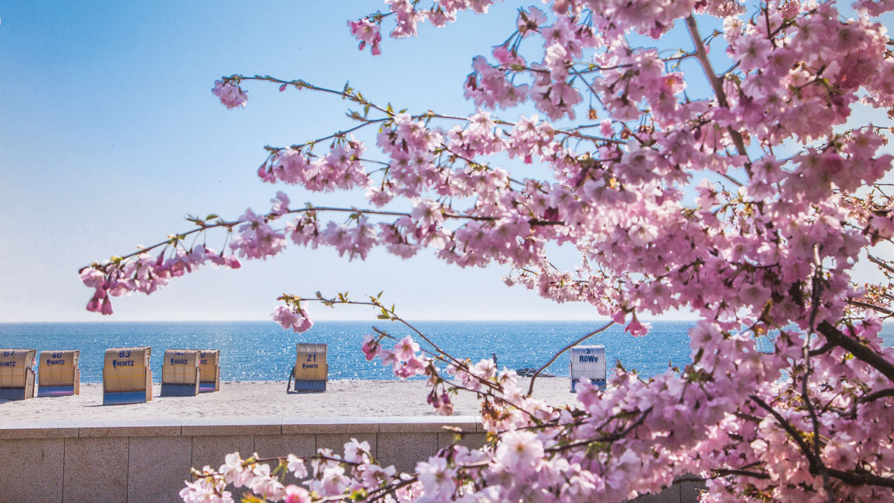 Frühlingsblüte vor dem Strand von Grömitz