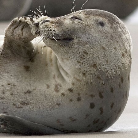 Strandwanderung zur Seehundbank