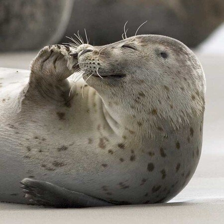 Schifffahrt zu den Seehundbänken