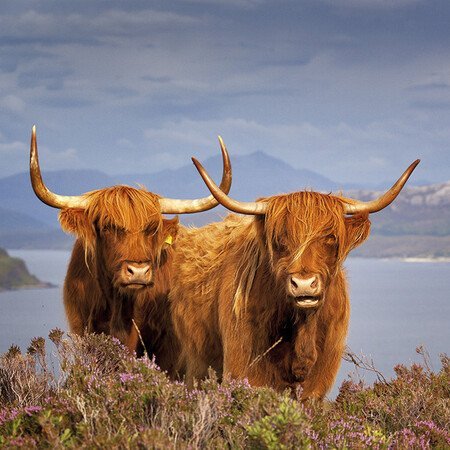 Highland Wildlife Park