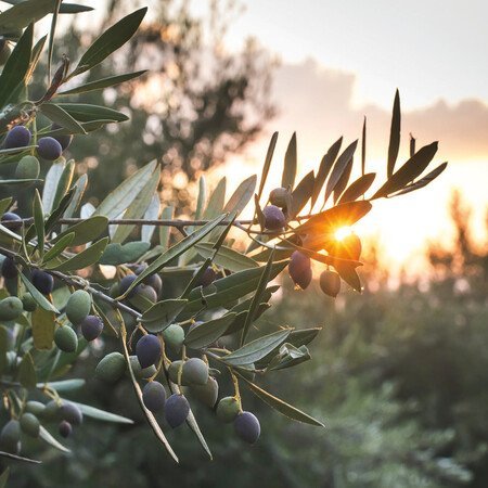 Das grüne Gold des Peloponnes