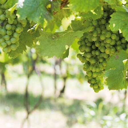 Führung Weinkulturpfad