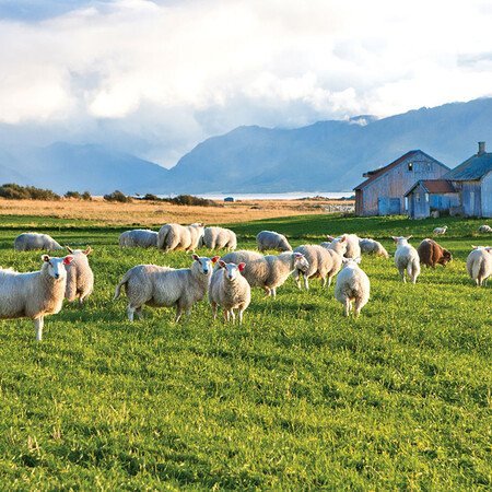 Alle Programmbausteine Irland auf einen Blick