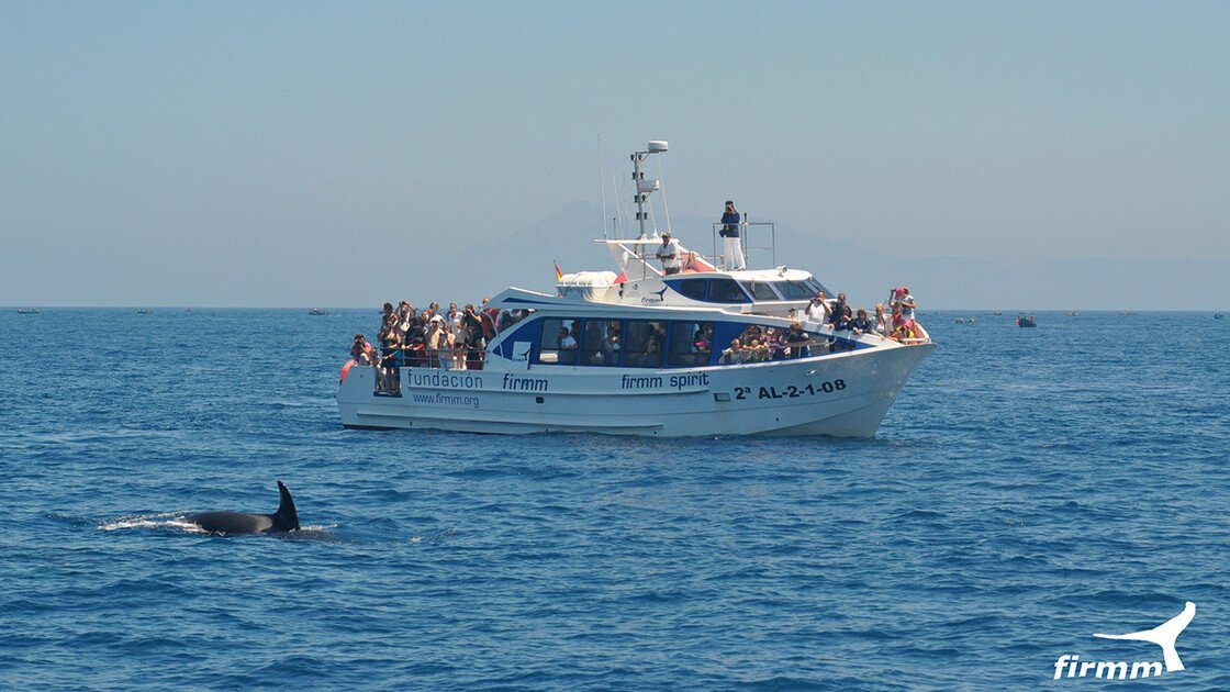 Boot beim whale watching