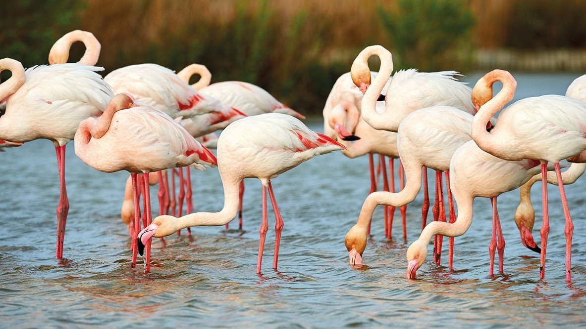Flamingos an der Adria