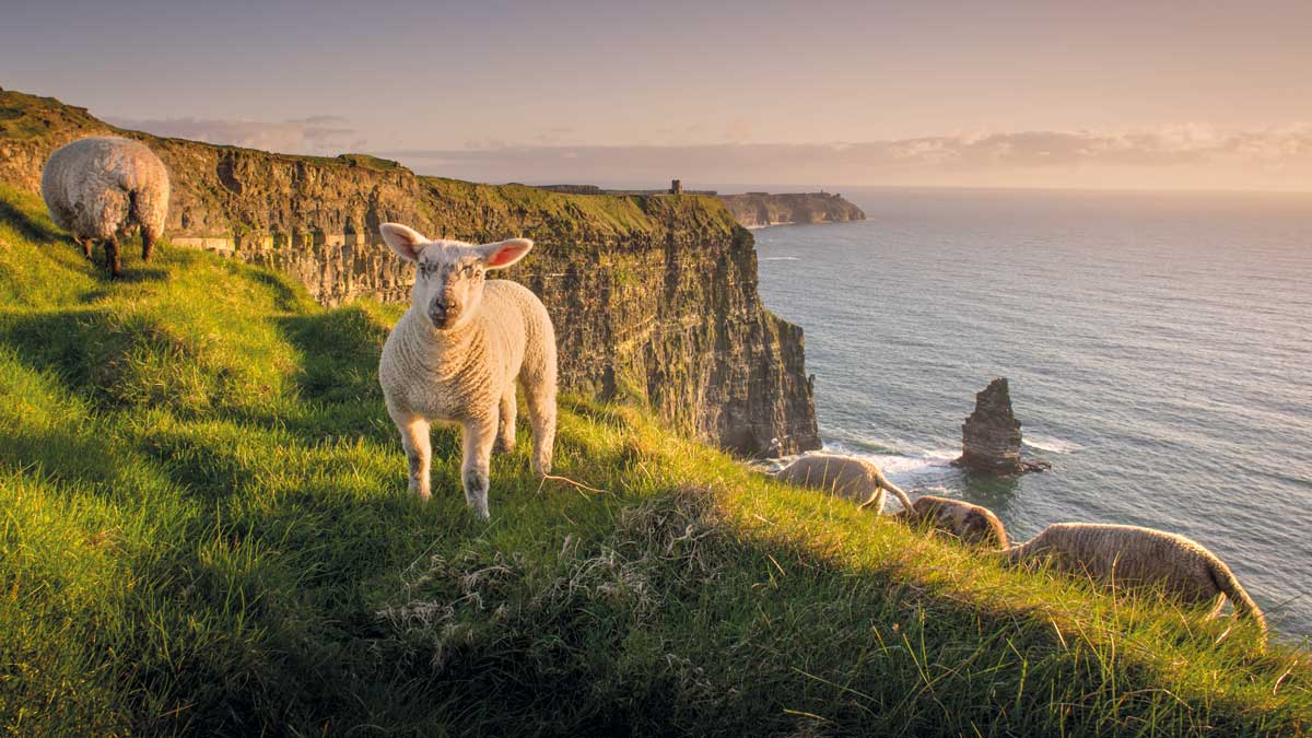 Schafe bei den Cliffs of Moher