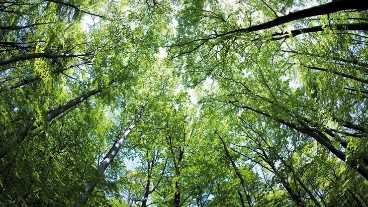 Reisen mit CO₂-Ausgleich