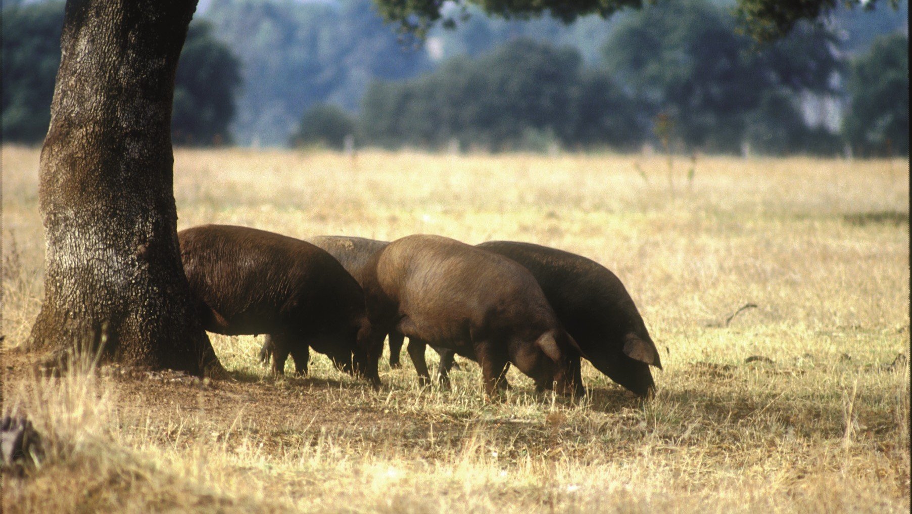 Schwarze Schweine in Andalusien
