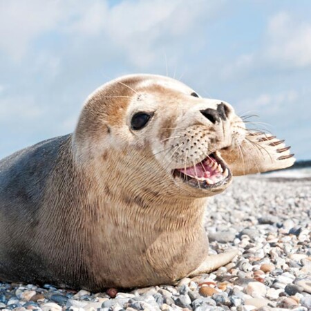 Schifffahrt zu den Seehundsbänken