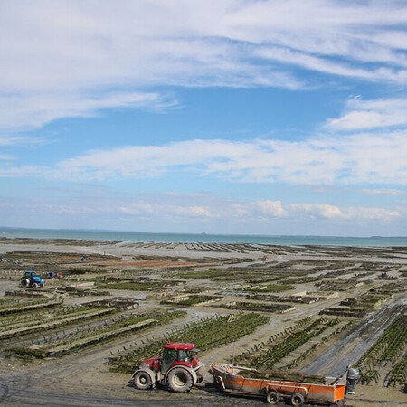 Austernzucht in Cancale
