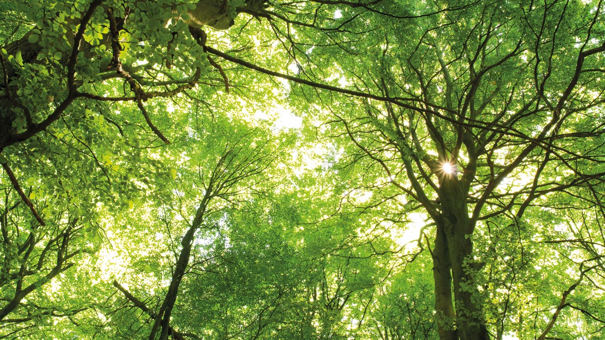Baumwipfel im Wald bei Sonnenschein