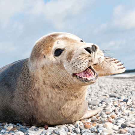 Schifffahrt zu den Kegelrobben