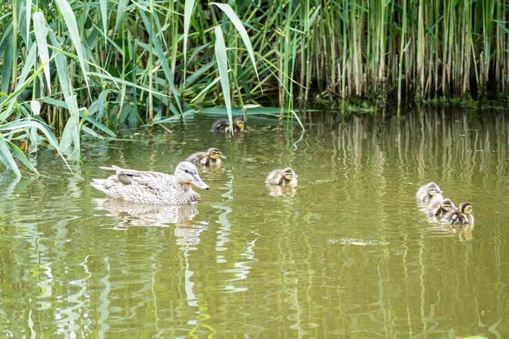 CTS-Enten schwimmen auf dem Teich