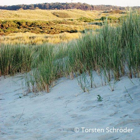 Safari durch die Dünen
