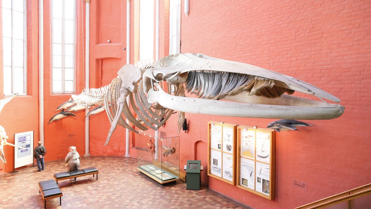 Naturwissenschaftliche Programme auf Klassenfahrten Museum in Stralsund