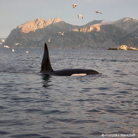 Whale-Watching Tour
