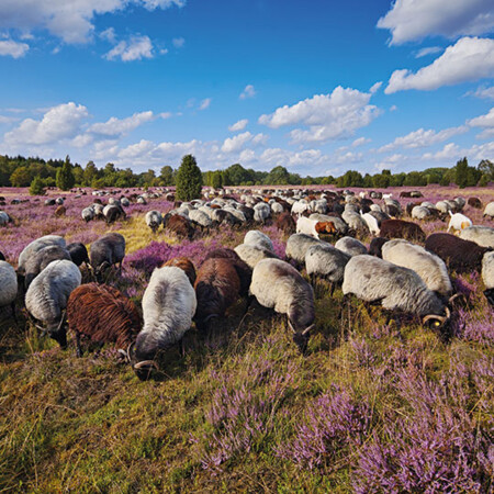 Lüneburger Heide
